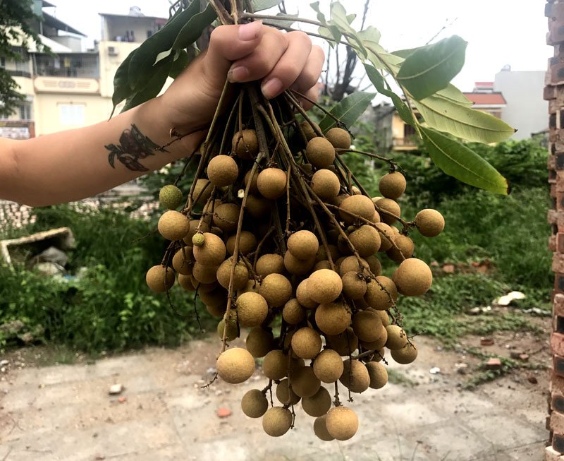 nhãn,đặc sản việt,hoa quả việt nam,trồng nhãn