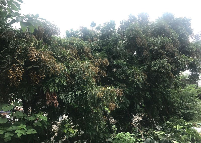 nhãn,đặc sản việt,hoa quả việt nam,trồng nhãn