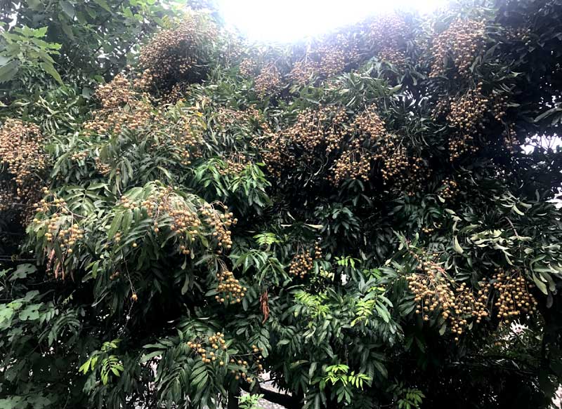 nhãn,đặc sản việt,hoa quả việt nam,trồng nhãn