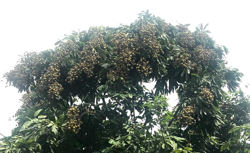 nhãn,đặc sản việt,hoa quả việt nam,trồng nhãn