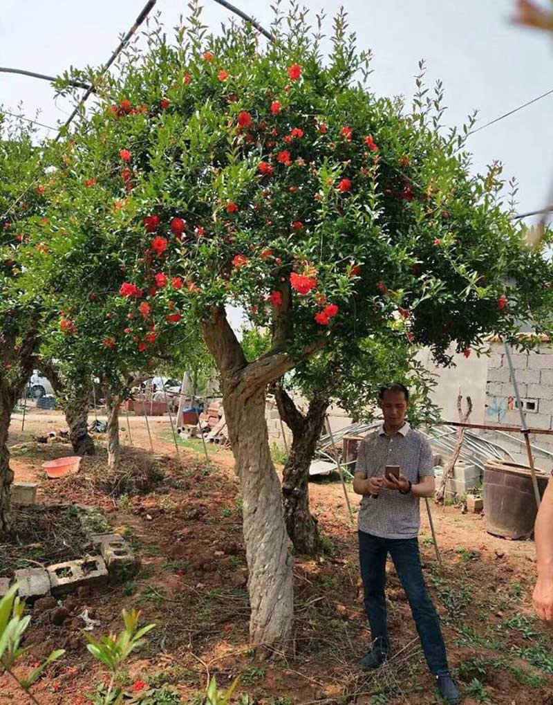 Cặp lựu cổ 200 năm giá 6 tỷ: Đại gia quyết không bán cho Trung Quốc