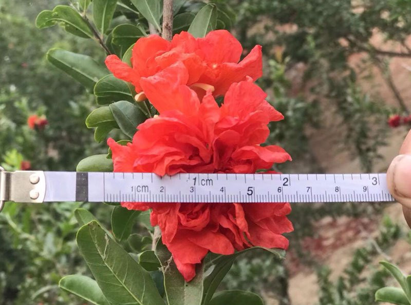 Cặp lựu cổ 200 năm giá 6 tỷ: Đại gia quyết không bán cho Trung Quốc