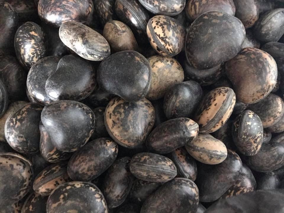 Đậu Lào 6 triệu/kg: Tin lời 'thần dược', lùng mua từng hạt