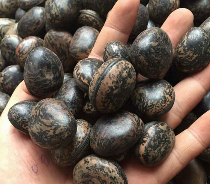 Đậu Lào 6 triệu/kg: Tin lời 'thần dược', lùng mua từng hạt