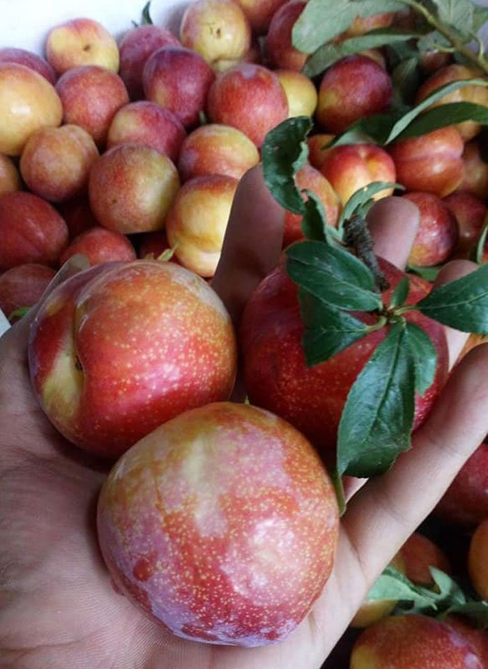 Việt Nam hết mùa, 4 loại mận Tàu đang áp đảo toàn chợ