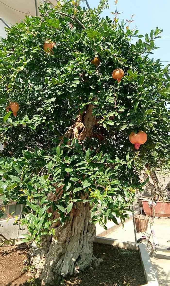 Lựu 'hoàng đế' 600 năm tuổi: Ngã giá 10 tỷ, đại gia Thượng Hải bị từ chối