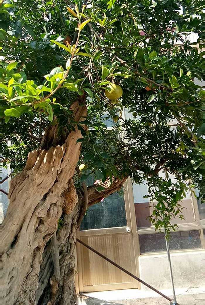 Lựu 'hoàng đế' 600 năm tuổi: Ngã giá 10 tỷ, đại gia Thượng Hải bị từ chối