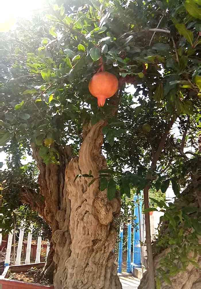 Lựu 'hoàng đế' 600 năm tuổi: Ngã giá 10 tỷ, đại gia Thượng Hải bị từ chối