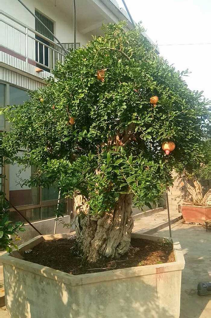 Lựu 'hoàng đế' 600 năm tuổi: Ngã giá 10 tỷ, đại gia Thượng Hải bị từ chối