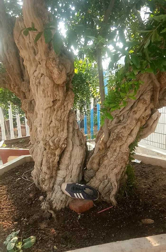 Lựu 'hoàng đế' 600 năm tuổi: Ngã giá 10 tỷ, đại gia Thượng Hải bị từ chối