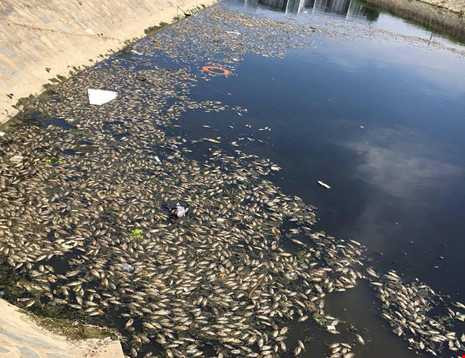 Đà Nẵng: Cá chết nổi trắng kênh Đa Cô - ảnh 1