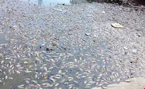 Đà Nẵng: Cá chết nổi trắng kênh Đa Cô - ảnh 2