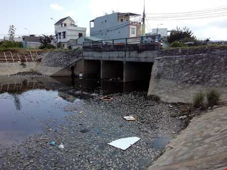 Đà Nẵng: Cá chết nổi trắng kênh Đa Cô - ảnh 4