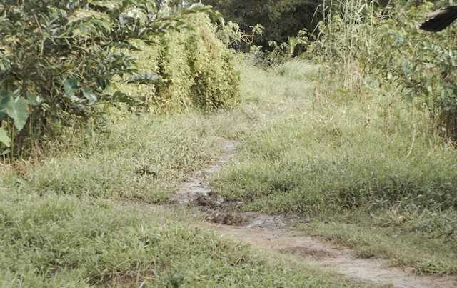 Thieu nu bi ham hiep duoc nguoi soi ech giai cuu hinh anh 1