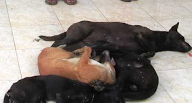 Canh sat tuan tra bat cap tinh nhan chuyen trom cho hinh anh 2