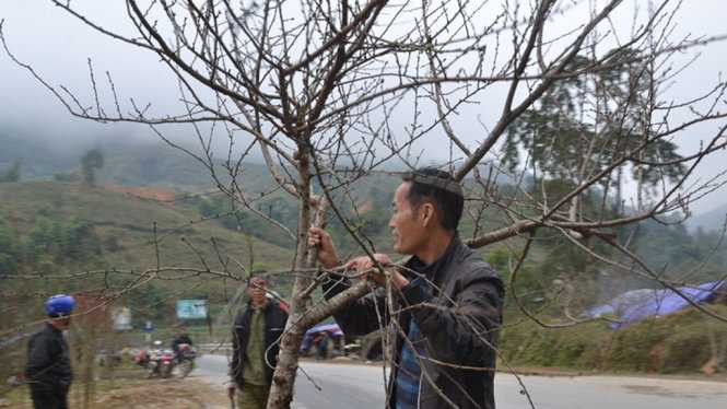 Đào rừng Sapa xuống phố - Ảnh: Hồng Thảo