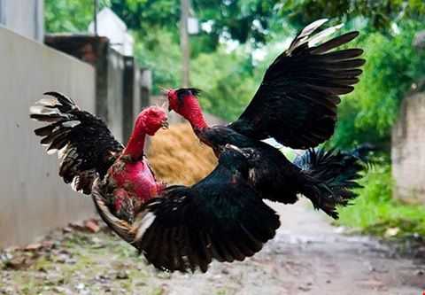 Thua do da ga, ru dong bon truy sat doi thu hinh anh