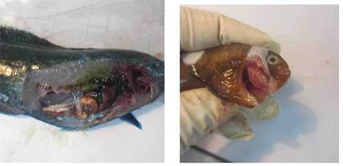 ca3-7085-1467424342-1738490