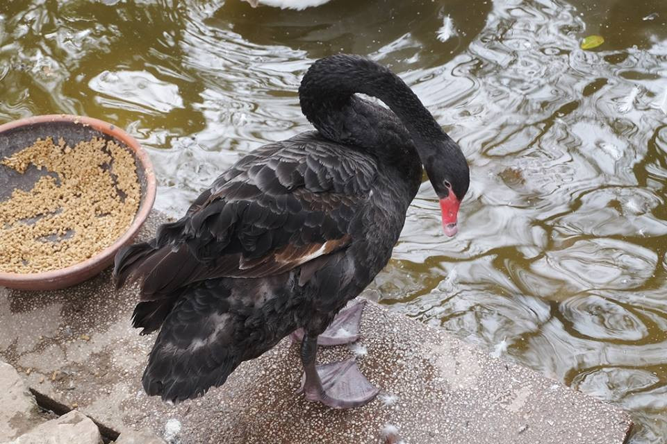 27662126_1716040461792786_1339439466_n 27