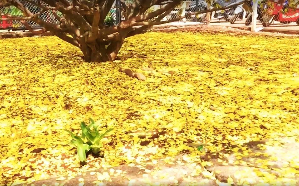 28232894_2038657596347736_768023389_n 15