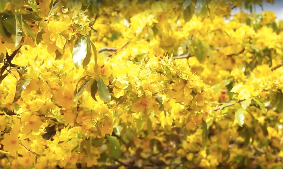 28233320_2038657589681070_328668055_n 14