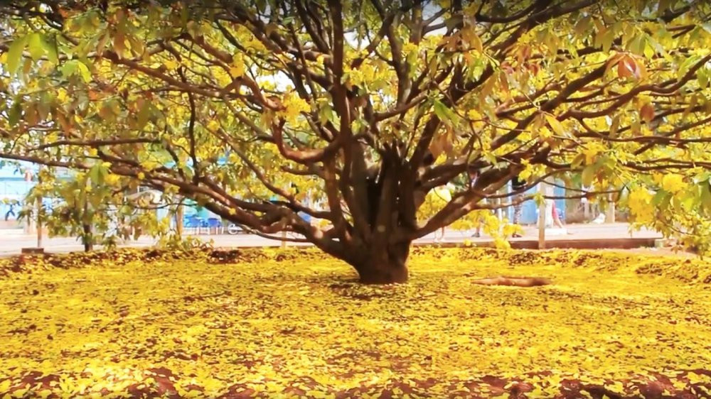 28312904_2038657603014402_1847279343_o 13