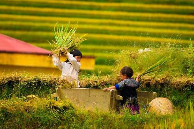 mu cang chai 3 3