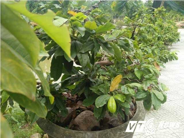 14287750_1098792423544144_268686629_n