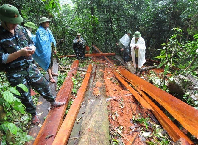 dieu-tra-vu-pha-rung-o-quang-binh-nguoiduatin-2309139