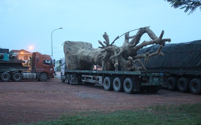 195911-xe-dau-keo-cho-cay-sieu-khung-bi-tam-giu-tai-quang-tri-3