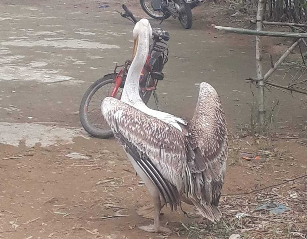 49818586_355579058567738_941335154859704320_n