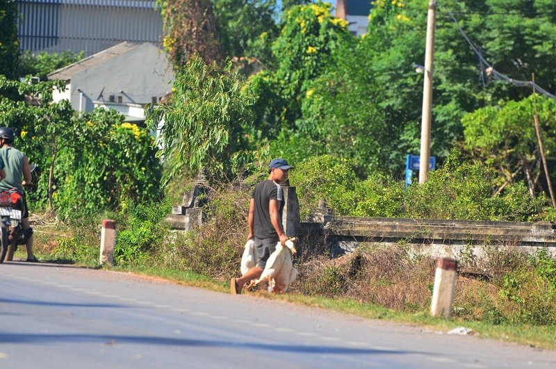 hoi vit Quang Binh 3