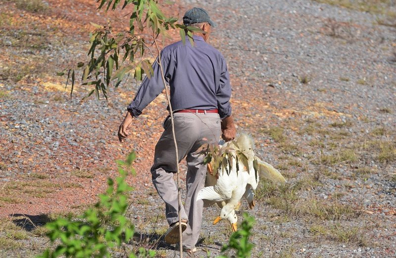 hoi vit o Quang Binh