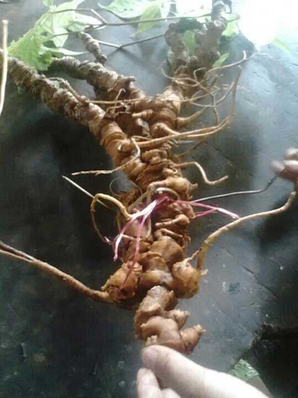 sam-ngoc-linh-250trieu