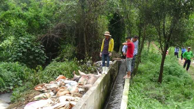 Hàng trăm xác heo chết được công ty Việt Phước vứt ra môi trường.