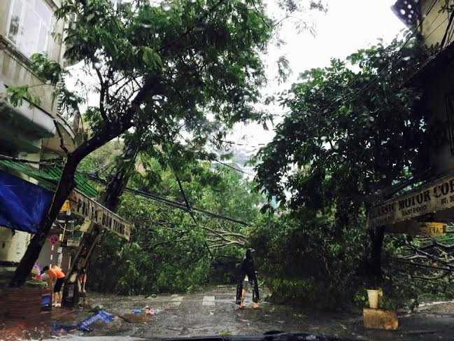 cay-do-pham-hong-thai