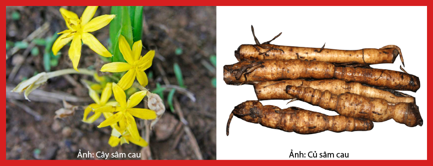 cay-cu-sam