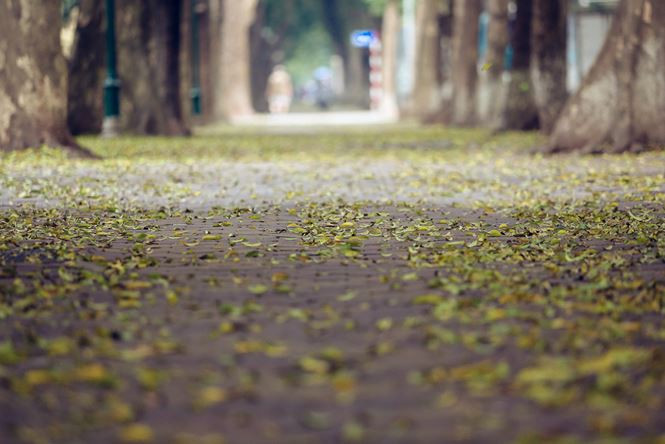 tien_phong_la_rung_anh_1_yfbg