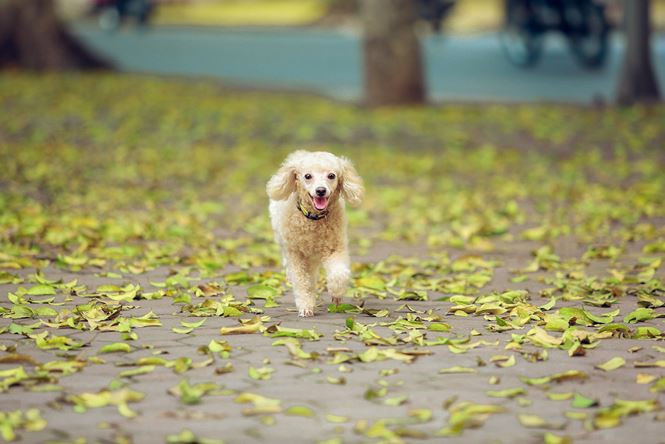 tien_phong_la_rung_anh_7_kbav 7