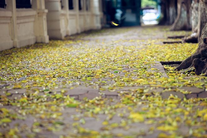 tien_phong_la_rung_anh_8_mtmw 8