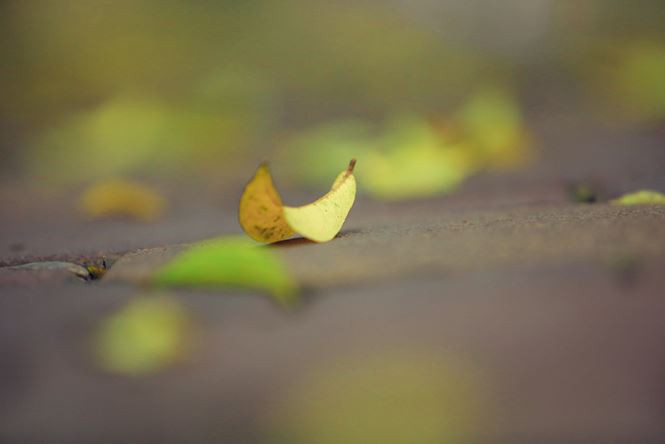 tien_phong_la_rung_anh_9_oysc 9