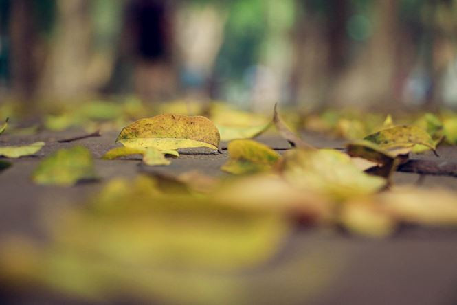 tien_phong_la_rung_anh_9c_irmd 11