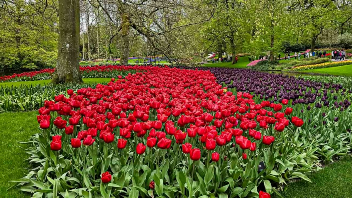 Ngắm tulip nở rộ tại vườn hoa lớn nhất thế giới