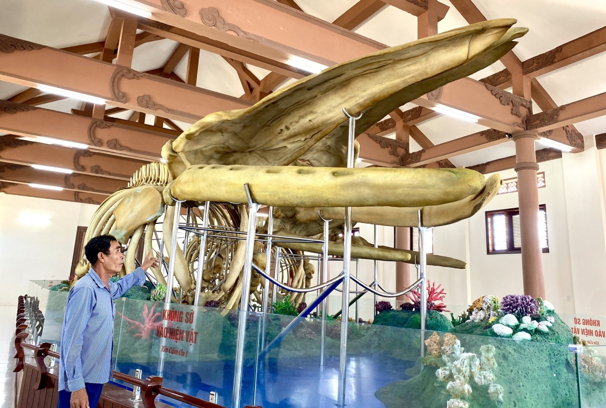 Đến đảo Lý Sơn, mục sở thị 2 bộ xương cá voi lớn nhất Việt Nam