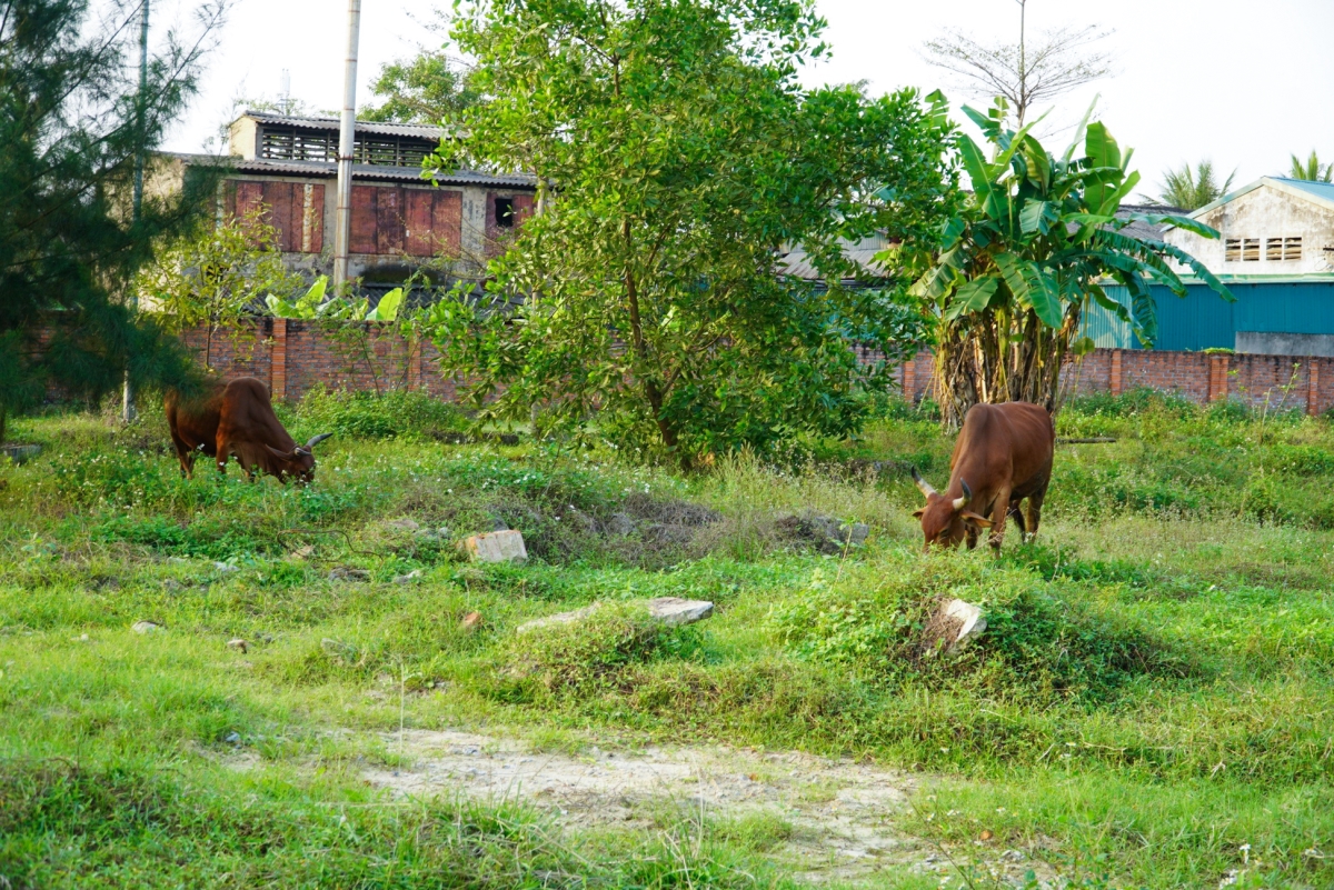 Dự án 1.200 tỷ đồng ở Hà Tĩnh trở thành nơi đàn bò gặm cỏ