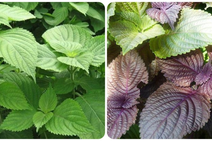 Công dụng cây tía tô