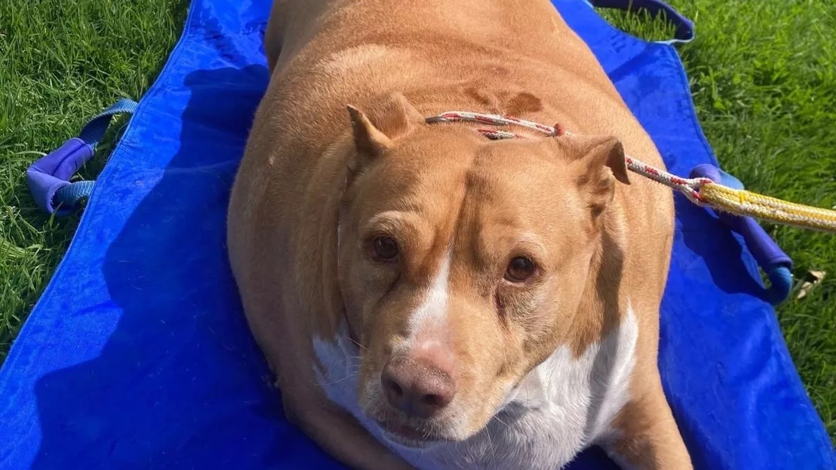 Cho chó ăn đến mức béo phì rồi chết, chủ nhân bị bỏ tù