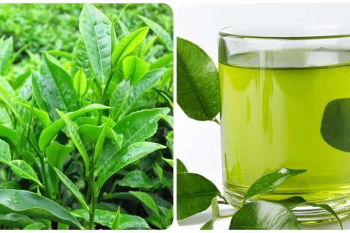 Một số loại trà thảo mộc giúp giải độc gan hiệu quả