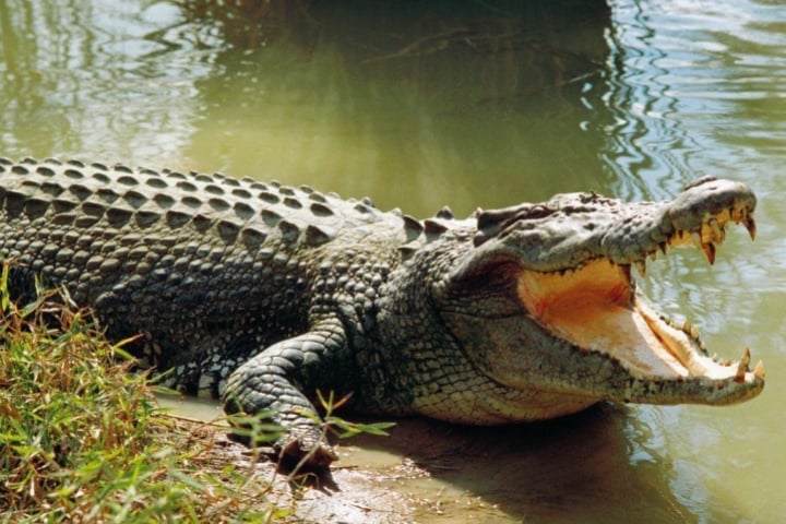 Chàng trai 20 tuổi bị cá sấu ăn thịt khi đi vệ sinh bên sông