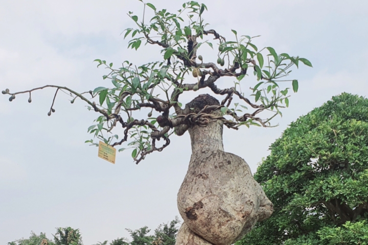 Cây Trứng Gà Bonsai – Tạo Điểm Nhấn Cho Không Gian Sống